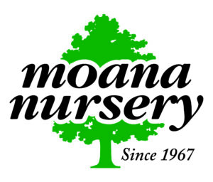 Moana Nursery logo